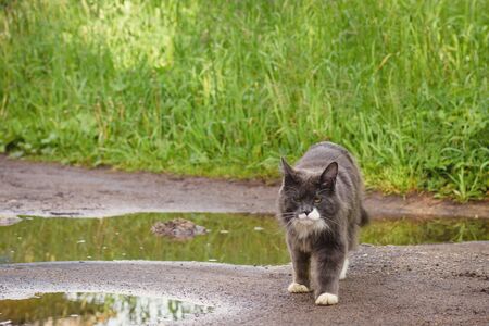 Gray, wild furry cat comes back from hunting for mice.の写真素材