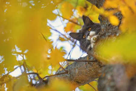 cat on a tree in yellow foliage. Save the cat from the tree.の写真素材