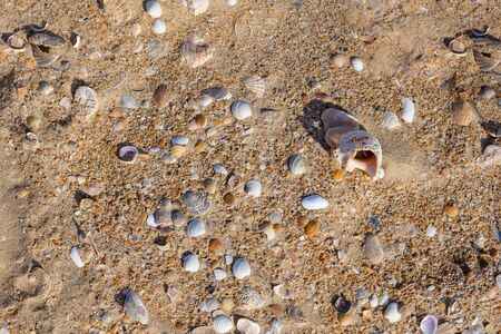 Gold sand with krai seashells on the foreground.の写真素材