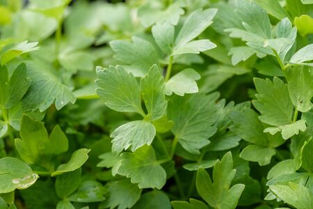 Fresh young, green parsley, growing on a bed, close-up.の写真素材