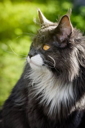 Pure gray cat, with yellow eyes, sits and looks into the distance, on a green background close-up ..の写真素材