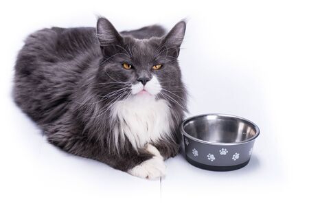 A gray cat, Maine Coon breed, sits on a white table next to a bowl for eating.の写真素材