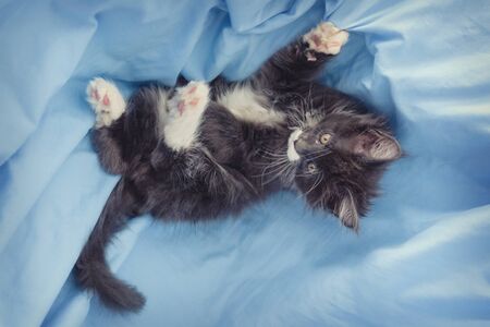 Little gray maine coon kitten posing on a blue fur background.の写真素材