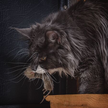The gray thoroughbred cat, playing with a mouse that he just caught.の写真素材