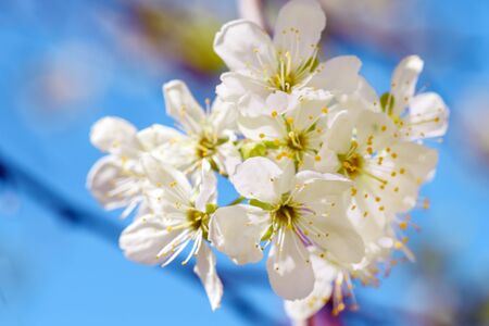 Apple Blossom Photo.Apple blossom petals with beauty bokeh.Blossom apple. Spring flowering apple tree in the garden, close up. Flowers of apple with green leaves against the blue sky. の写真素材