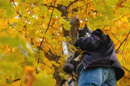 Frightened cat descends from the tree a man.Rescue a cat from a tree with the help of a ladder.Cat needs help.の写真素材