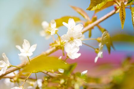 Blossom apple. Spring flowering apple tree in the garden, close up. Apple Blossom Photo.Flowers of apple with green leaves against the blue sky. Apple blossom petals with beauty bokeh.の写真素材