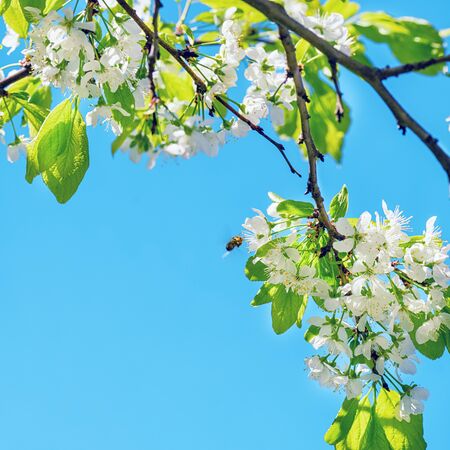 Honey bee pollinates blooming flowers of cherry. Bee on cherry flower. Bee on spring flower collecting pollen and nectar.Flower Bloom Nature Concept/Honeybee.の写真素材