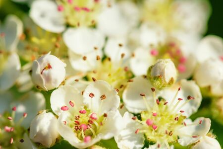 Blossom apple. Spring flowering apple tree in the garden, close up. Apple Blossom Photo.Flowers of apple with green leaves against the blue sky. Apple blossom petals with beauty bokeh.の写真素材