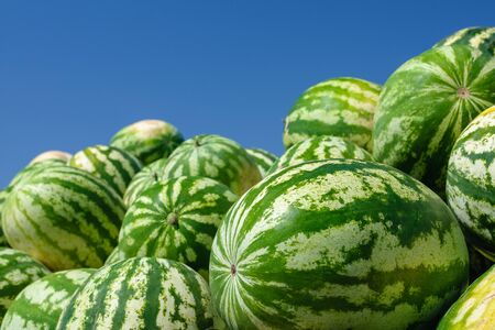 A lot of ripe watermelons against the blue sky. Closeup of a green watermelon.の写真素材