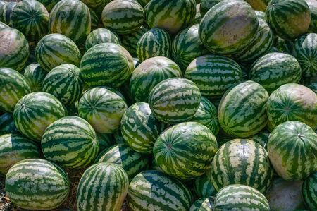 A lot of ripe watermelons against the blue sky. Closeup of a green watermelon.の写真素材