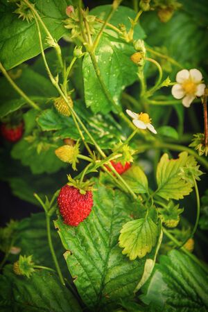 Blooming strawberry with red berries and green foliage, close-up.の写真素材