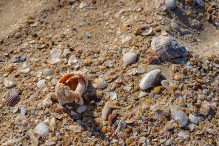 Gold sand with seashells on the foreground. Design for indoor interiors. Tropical sand background of seashells close-up. Natural sand stone background texture in natural colors.の写真素材