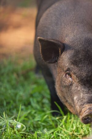 Portrait of an animal. Pig closeup on a background of nature. Black pigの写真素材