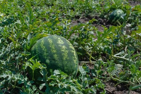 A ripe watermelon growing on a green plantation in the summer. Agricultural watermelon field.の写真素材