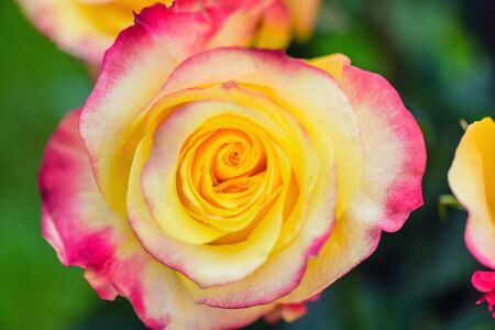 Red Yellow Rose Ñlose up. Yellow red rose close up. Selective focus.の写真素材