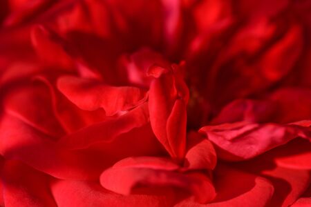 Flower. Rose. Selective focus. Beautiful red rose flower, close up. Red flower beauty background....