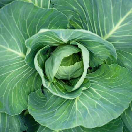 Fresh cabbage growing on the bed, close-up.の写真素材