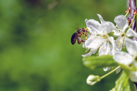 Honey bee pollinates blooming flowers of apple. Bee on apple flower. Bee on spring flower collecting...