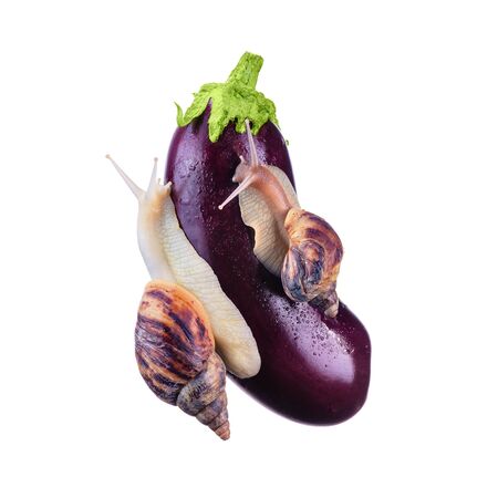 Healthy food. Snails and eggplant on a white background. Concept of delicious and healthy food. Snails crawling over the eggplant. Fresh vegetables without pesticides. Environmentally friendly food.の写真素材
