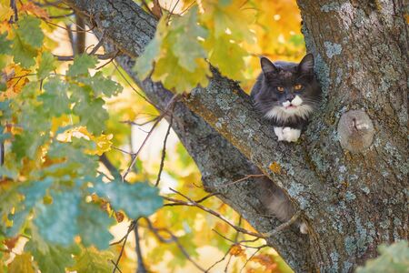 The cat sits on a tree and mews. Save the cat that climbed a tree in the fall.の写真素材