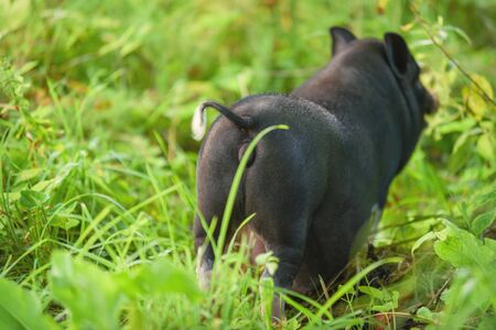 Pig tail close up. The back of a pig with a twisted tail on the background of green grass. Wildlife concept.の写真素材