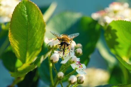Spring is a blooming apple tree and a bee.Bee on apple flower. Bee on a spring flower collects pollen and nectar. Honey bee pollinates blooming flowers of an apple tree.の写真素材