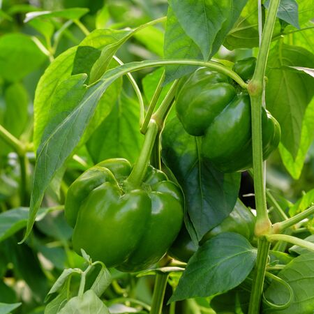 Green pepper with green leaf. Sweet pepper organic food closeup. Veggie Bulgarian pepper growing in the garden.の写真素材