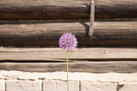 lonely flower against the old houseの写真素材