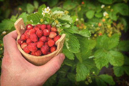 The man's hand takes a juicy strawberry, which stands in a bucket on a wooden board, against the background of a green strawberry garden, flooded with beautiful sunlight.の写真素材