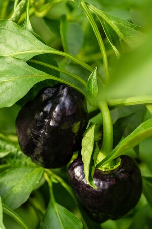 Black pepper with green leaf. Black sweet pepper growing on a green bush. Vegetarian Bulgarian pepper.の写真素材