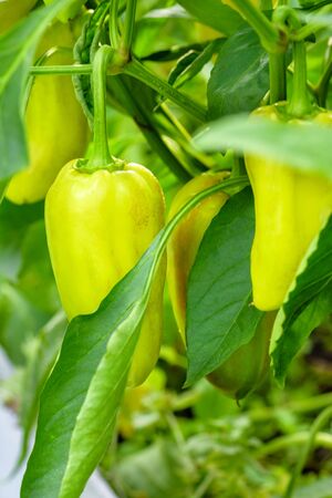 Veggie Bulgarian pepper growing in the garden. Yellow pepper with green leaf. Sweet pepper organic food closeup. の写真素材