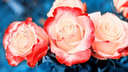  Flower coral color with gentle petals. Coral rose. Soft coral rose with layers of delicate petals close-up.の写真素材