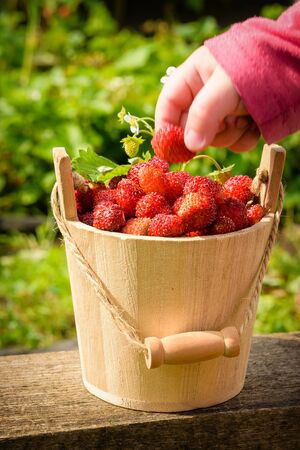 A child's hand takes a juicy strawberry, which stands in a bucket on a wooden board, against the backdrop of a garden, flooded with beautiful sunlight.の写真素材