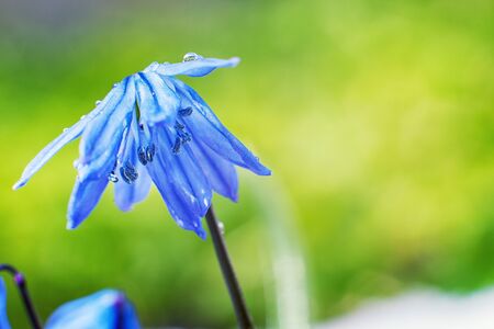 First flowers. Spring flowers of blue snowdrops. Spring flower snowdrop-symbol of spring.の写真素材