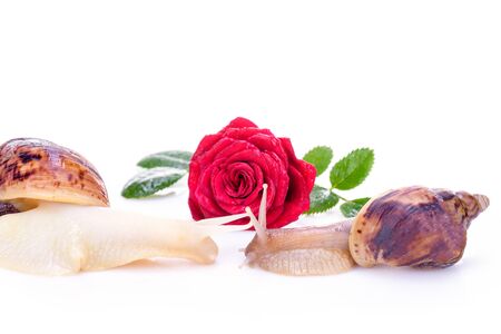 Beautiful snail on the rose bud. Ð¡oncept of advertising cosmetics and facial massage. Snails crawling on a rose to meet each other, the concept of love and tenderness. Red Rose.の写真素材