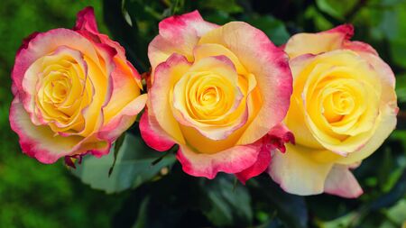 Spring red and yellow rose flower in the garden. Soft red and yellow rose color.の写真素材