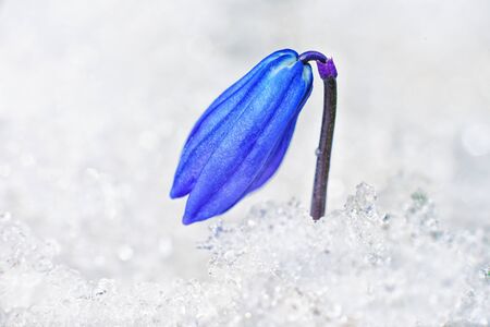 First flowers growing from the snow. Gentle snowdrop on the background of ice and snow. Spring flower blue snowdrop.の写真素材