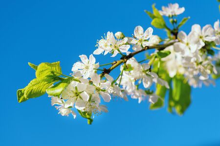 Cherry Blossom Photo.Flowers of cherry with green leaves against the blue sky. Spring flowering Cherry tree in the garden, close up.Apple blossom petals with beauty bokeh.の写真素材