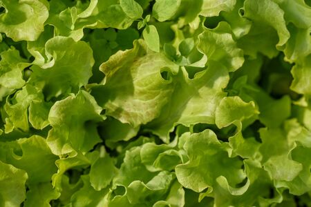 A young, green salad, for dietary nutrition, growing on a bed.の写真素材
