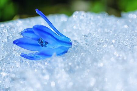First flowers. Spring flowers of blue snowdrops. Spring flower snowdrop-symbol of spring.の写真素材