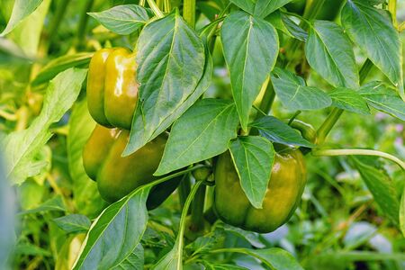 Orange pepper with green leaf. Orange sweet pepper growing green bush. Vegetarian Bulgarian pepper.