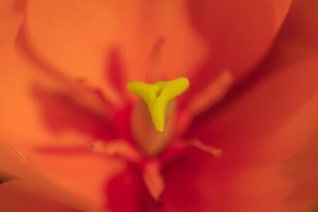 Red tulip closeup. Blooming tulip in the spring afternoon. Beautiful red flower with a yellow middle.の写真素材