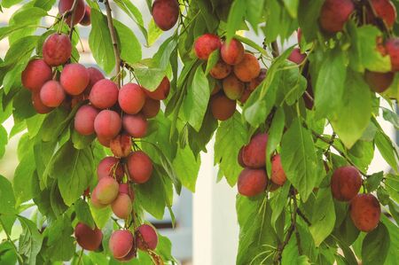Plums closeup on green tree. The concept of healthy and dietary food.Branch with ripe and sweet plums on  branch.の写真素材