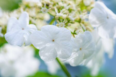 Viburnum close-up. Viburnum flower bloomed in the garden. Blooming viburnum spring sunny day. 