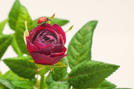 Ladybird on a beautiful red rose, on a white background.の写真素材