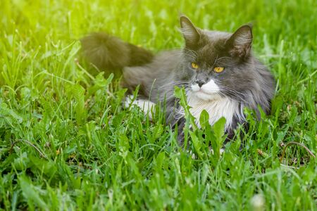 Pure gray cat, with yellow eyes, lies on the green grass and rests.の写真素材