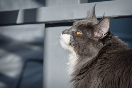 A gray, fluffy cat is sitting and looking up.の写真素材