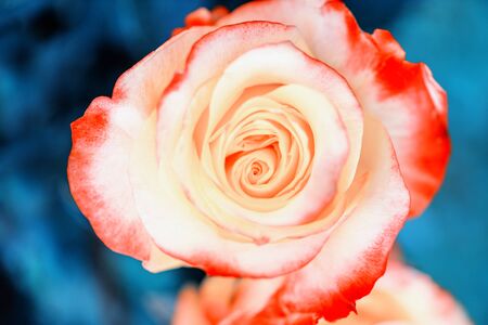 Live coral color flowers. Coral rose close up. Selective focus.の写真素材