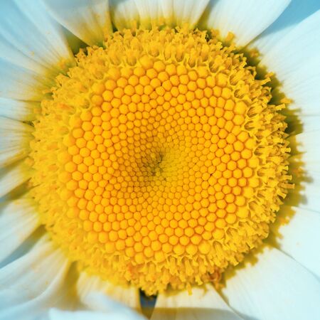White Daisy. Chamomile closeup green background. Daisy flower in summer close-up. Daisy. Chamomile ordinary sunny day in summer.の写真素材